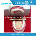 Standard Tooth Teaching Dental Model